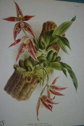 Lindenia Limited Edition Print: Paphinia Randi P. Cristata Var Randi (Sienna) Orchid Collector Botanical Art (B1)