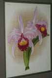 Lindenia Limited Edition Print: Cattleya Trianae Var Purpurata (Pink and Magenta) Orchid Art (B2)