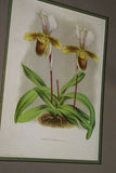 Lindenia Limited Edition Print: Paphiopedilum Cypripedium Leeanum, Lady Slipper (Yellow, Sienna and White) Orchid Collector Art (B1)
