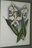 Lindenia Limited Edition Print: Laelia Superbiens Lindl (White and Fushia) Orchid Collectible Art (B5)