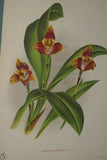 Lindenia Limited edition Print: Phaius Tuberculosus (White and Cinnamon) Orchid Botanical Art (B3)