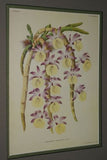 Lindenia Limited Edition Print: Dendrobium Formosum Roxb Var Giganteum Van Houtte (White and Yellow) Orchid Collector Art (B4)