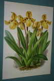 Lindenia Limited Edition Print: Paphiopedilum Cypripedium Lawrenceanum Rchb F Var Trieuanum L Lind, Lady Slipper (Magenta, Sienna and Yellow) Orchid Collector Art (B4)