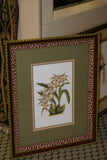 Lindenia  Limited Edition Print: Dendrobium Stratiotes AOS (White and Magenta) Orchid Collector Art (B1)