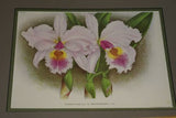 Lindenia Limited Edition Print: Cattleya Mossiae Mendeli Orchid (Pink with Yellow and Fushia Center) Collector Art (B3)
