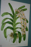 Lindenia Limited Edition Print: Aerides Reichenbachia Orchid (Light Pink, White and Yellow)Collectible Art (B1)