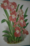 Lindenia Limited Edition Print: Odontoglossum Odoratum Var Baphicanthum (Yellow) Orchid Collector Art (B1)