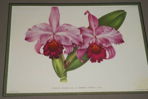 Lindenia Limited Edition Print: Cattleya Trianae Lind. Var Memoria Lindeni (Fushia) Orchid Collector Art (B5)