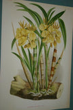 Lindenia Limited Edition Print: Aganisia Tricolor (White, Yellow and Orange) Orchid, Judging Award AOS (B1)