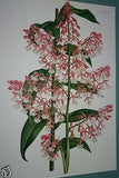 Lindenia Limited Edition Print: Epidendrum Nemorale (White and Purple) Orchid Collectible Art (B2)