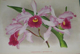 Lindenia Limited Edition Print: Cattleya Gaskelliana Lindl Var Amabilis L. Lind (White with Yellow Center) Orchid Collector Art  (B5)