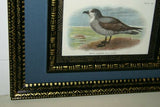 19th Century WHITE-THROATED GREY PETREL: ANTIQUE AUTHENTIC 1897 ORIGINAL PRINT from LLOYD'S NATURAL HISTORY BY BOWDLER SHARPE EDWARD LLOYD LIMITED, DOUBLE MATTED AND DOUBLE FRAMED PROFESSIONALLY IN UNIQUE HAND PAINTED FRAMES & MATS SIGNED BY ARTIST.