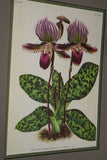 Lindenia Limited Edition Print: Paphiopedilum, Cypripedium x Drapsianum, Lady Slipper (White, Sienna and Yellow) Orchid Collector Art (B5)