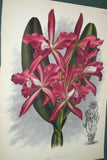 Lindenia Limited Edition Print: Cattleya Malouana (Pink) Orchid Collector Art (B1)