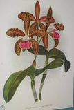 Lindenia Limited Edition Print: Cattleya Maxima Var Hrubyana (White) Orchid Collector Art (B1)