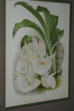 Lindenia Limited Edition Print: Catasetum Macrocarpum Var Chrysanthum (Yellow) Orchid AOS Collector Art (B2)