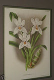 Lindenia Linden  Limited Edition Print: Cymbidium x Eburneo Lowianum (White) Orchid Collector Art (B4)