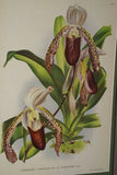 2 Lindenia  Limited Edition Prints: Paphiopedilum, Cypripedium x Leonae L. Lind & Paphiopedilum, Cypripedium x Conco Lawre, Lady Slipper Orchid Art (B3)