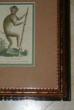 Authentic 1789 antique H.C lithograph monkey, ape, pig-tail. 18 C. naturalist’s pocket magazine: complete cabinet of the curiosities & beauties of nature, Harrison Cluse, Professionally framed in hand painted signed custom frame, 2 acid free mats