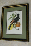VERY RARE Professionally 2x Matted & in Hand-painted Frame 25”x 20” Authentic Limited Edition 1960 Descourtilz Folio of Pied-Breasted Oropendola or Cassique Huppe Bird Plate 43 from Brazil (DES2)