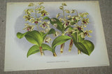 Lindenia Limited Edition Print: Dendrobium Wardianum Warn. Var Fascinator (Fushia, White and Yellow) Orchid Collectible Art (B5)