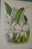 Lindenia Limited Edition Print: Cattleya Gibeziae (White) Orchid Collector Art (B1)