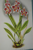 Lindenia Limited Edition Print: Odontoglossum x Adrianae Var Tigrinum (White, Yellow and Speckled Magenta) Orchid Art (B5)