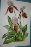 Lindenia Limited Edition Print: Paphiopedilum Cypripedium Mastersianum, Lady Slipper (Sienna) Orchid Collector Art (B2)
