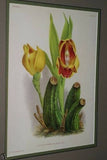 6 Lindenia Limited Edition Collectible Prints: Anguloa Orchids Wall Designer Art (B1, B2, B3)