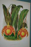 Lindenia Limited Edition Print: Oncidium Cristatum (Yellow) Orchid Collector Art (B3)