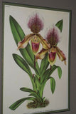 Lindenia Limited Edition Print: Paphiopedilum Cypripedium Miteauanum, Lady Slipper (Magenta) Orchid Collector Art (B1)