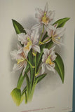 Lindenia Limited Edition Print: Odontoglossum Thompsonianum (Sienna and Yellow) Orchid Collector Art (B3)