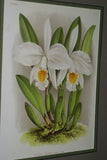 Lindenia Limited Edition Print: Cattleya Eldorado Var Treyeranae (White and Yellow) Orchid Collector Art (B3)