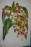 Lindenia Limited Edition Print: Saccolabium Bellinum (White and Yellow with Speckled Sienna) Orchid Collectible Art (B3)