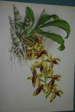 Lindenia Limited Edition Print: Catasetum Galeritum (Yellow and Sienna) Orchid Collector Art (B1)