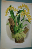 Lindenia Limited Edition Print: Oncidium Varicosum Var Rogersii (Yellow and Sienna) Orchid Art (B4)