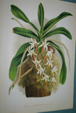 Lindenia Limited Edition Print: Arachnanthe Cathecarti Benth (Sienna and Yellow) Orchid Collectible art (B5)