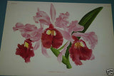 Lindenia Limited Edition Print: Cattleya Trianae Var Striata (Pink) Orchid Collector Art (B2)