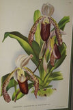 Lindenia Limited Edition Print: Paphiopedilum, Cypripedium Insigne Wallich Var Cinnamomeum, Lady Slipper (Yellow and White) Orchid Collector Art (B5)