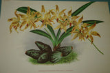 Lindenia Limited Edition Print: Odontoglossum Pescatorei Var Prince Of Orange (Yellow and Sienna)  Orchid Collector Art (B3)