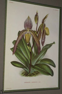 Lindenia Limited Edition Print: Paphiopedilum, Cypripedium x Denisianum, Slipper Orchid (Yellow with Speckled Maroon)  Collector Art (B3)
