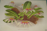 Lindenia Limited edition Print: Phaius Tuberculosus (White and Cinnamon) Orchid Botanical Art (B3)