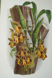 Lindenia Limited Edition Print: Catasetum x Splendens Var Grignani (Yellow, White and Magenta) Orchid Collector Art (B4)