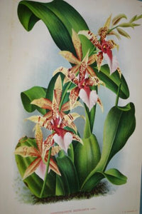Lindenia Limited Edition Print: Odontoglossum Hastilabium Orchid Collector Art (B2)