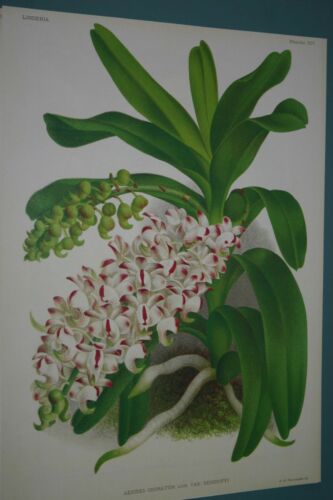 Lindenia Limited Edition Print: Aerides Odoratum Var Demidoff Orchid (White and Magenta) Collectible (B1)