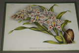 Lindenia Limited Edition Print: Odontoglossum Crispum Var Mooreanum (White) Orchid Collector Art (B4)