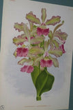 Lindenia Limited Edition Print: Cattleya Trianae Var Pallida (White and Yellow) Orchid Collectible Art (B2)