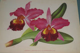 Lindenia Limited Edition: Cattleya Warocqueana Var Amethystina Splendor (Pink) Orchid, Collector Wall art (B2)