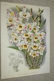 Lindenia Limited Edition Print: Dendrobium Hookerianum (Yellow) Orchid Collector Art (B5)