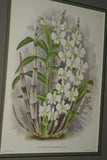 Lindenia Limited Edition Print: Dendrobium Nobile Lindl Var Candidulum Lind (White and Magenta) Orchid  Collectible Art (B4)